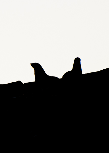 Seal Silhouette -Doubtful Sound, New Zealand