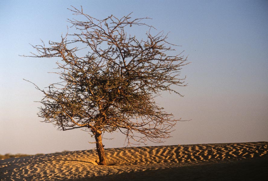 Lone Tree - Timbuktu, Mali