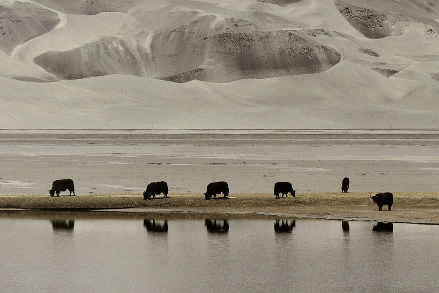 Yaks and Sand Mountain, Kunjarab Pass, China
