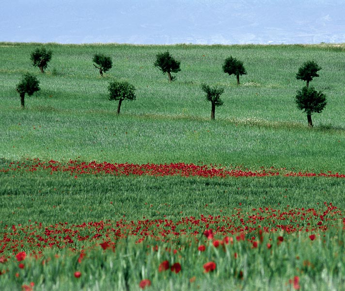 Olive Orchard Poppies - Southern Spain