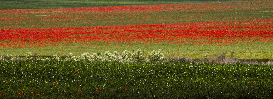 Poppy Field -
Lithuania