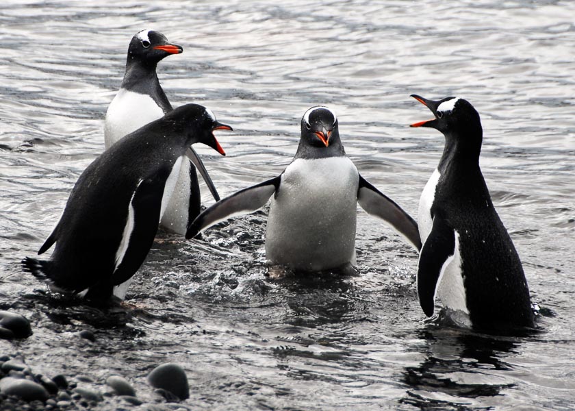 Time to Go - Antarctica