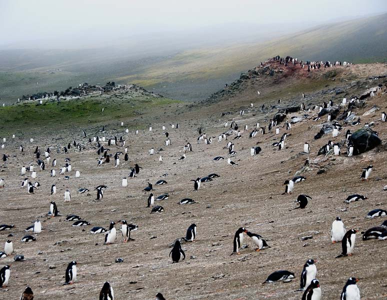 Penguin Gathering - Barrientos Beach, Antarctica