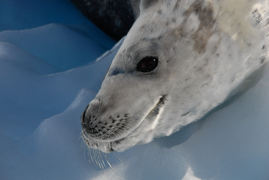CrabEater Seal - LaMaire Channel, Antarctica