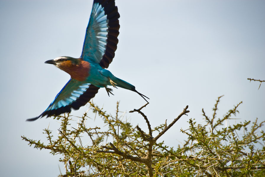 In Flight - Serengeti, Tanzania