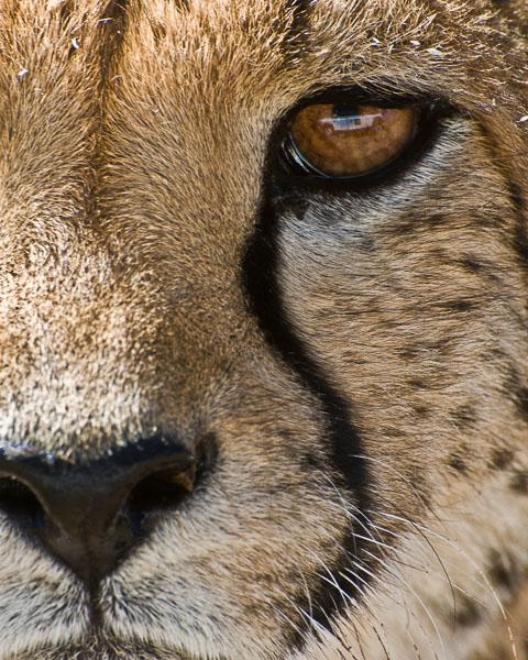 Eye Reflection - Wahrburg, Namibia