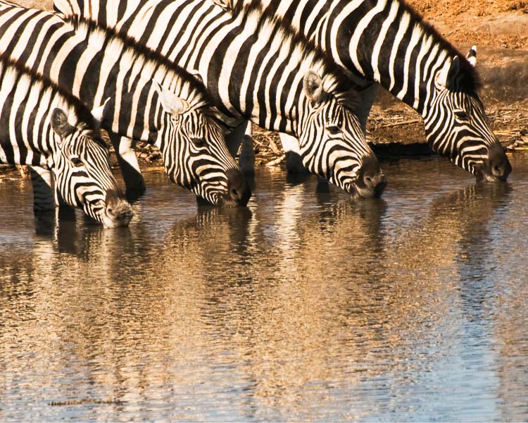 Zebra 2 - Etosha, Namibia