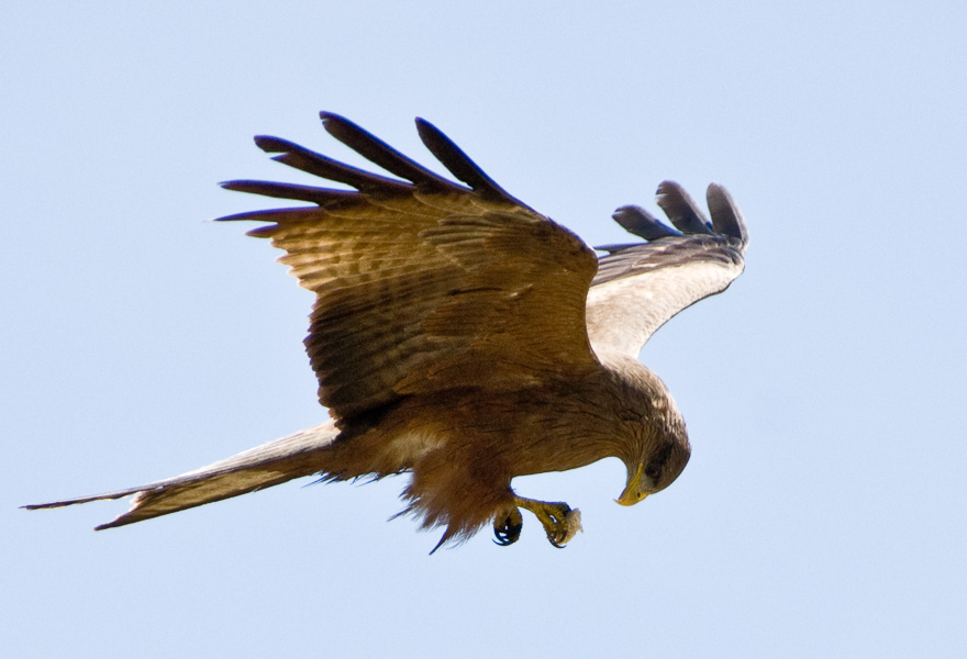 Hawk - Ngorogoro Crater, Tanzania