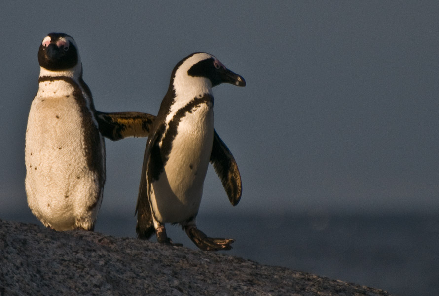 Jackass Penguin 2 - Southern Cape, South Africa