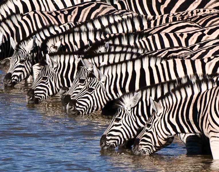 Zebra 1 - Etosha, Namibia