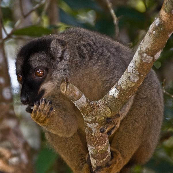 Feeding Lemur - Tana, Madagascar