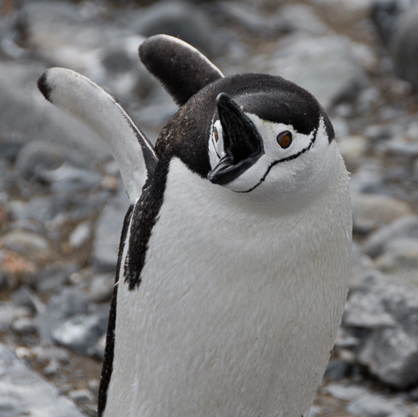 Chinstrap Penguin - Antarctica