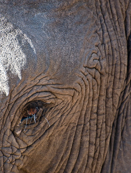 Elephant 2 - Botswana