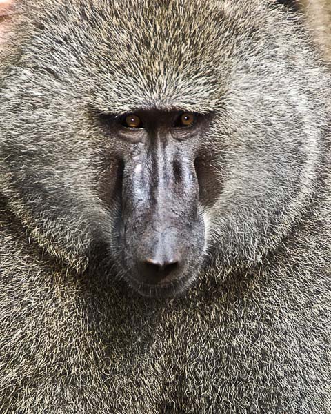 Baboon - Manyara, Tanzania