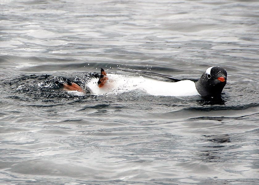 Backstroke - Antarctica