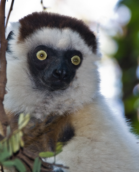 Sifika Lemur - Ft Dauphin, Madagascar