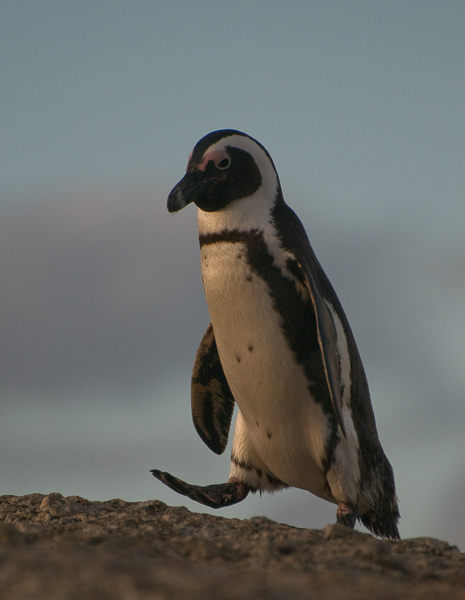 Jackass Penguin 1 - Southern Cape, South Africa