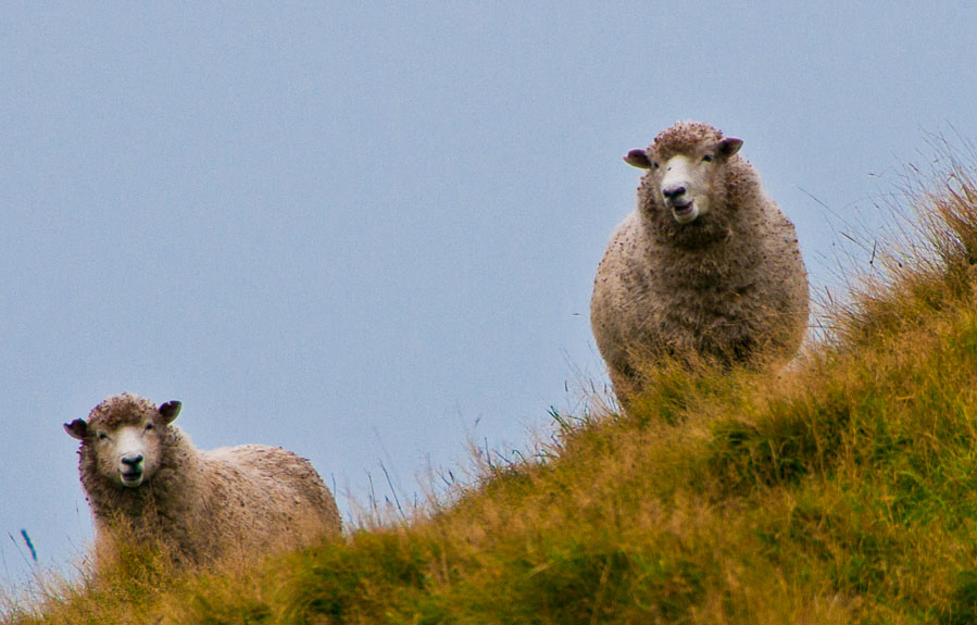 Sheep - Napier, New Zealand