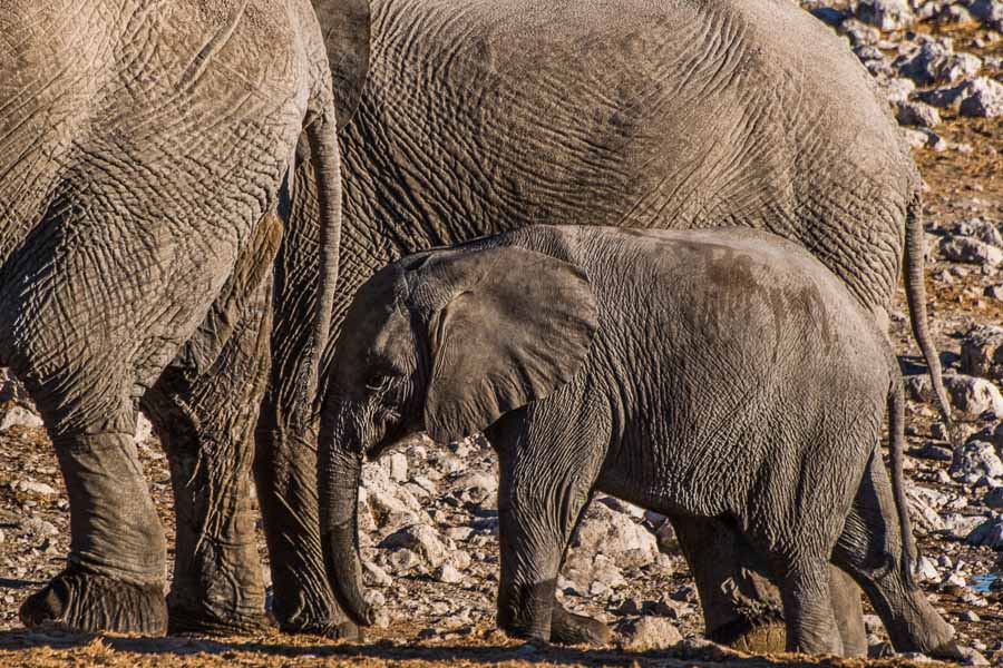 Elephant 1 - Etosha, Namibia