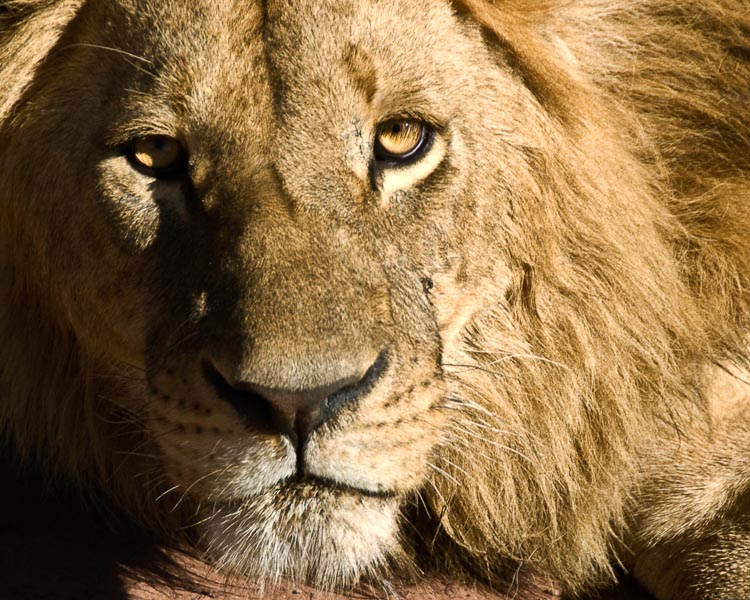Lion 2 - Serengeti, Tanzania