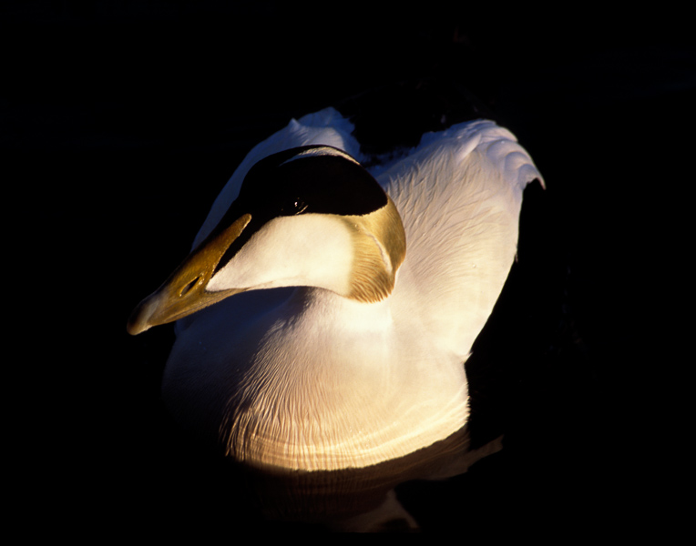 Duck - Rekjavik, Iceland