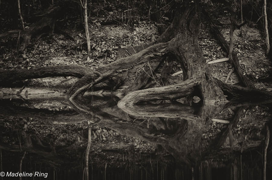 Rivers Edge - Rio Negro, Brazil 