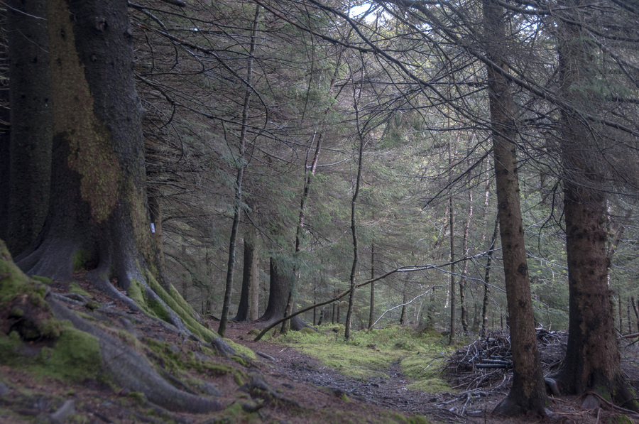Mystical Woods - Bergen, Norway