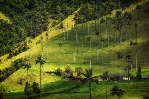 Pines - Armenia