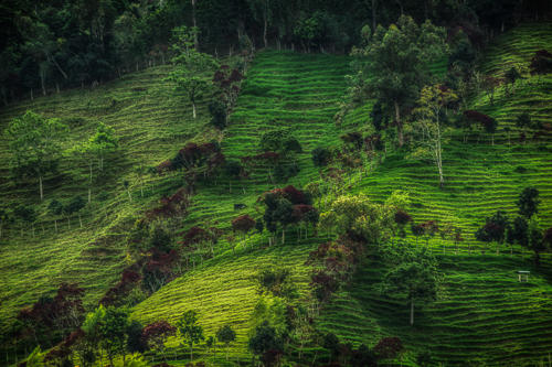 Shades of Green - Armenia 