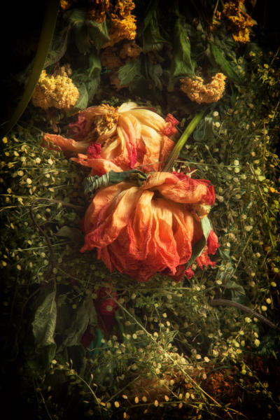 Dried Flowers  - Thessaloniki, Greece 