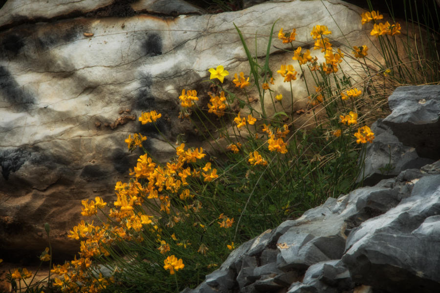 Granite Outgrowth - Aristi, Greece