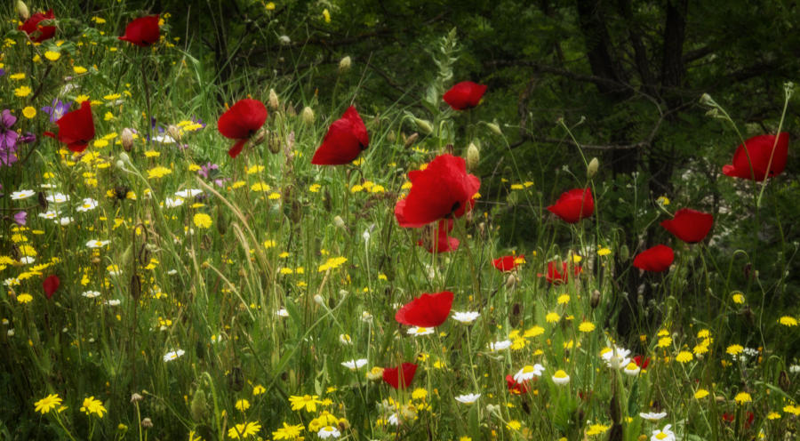 Poppies - Aristi, Greece