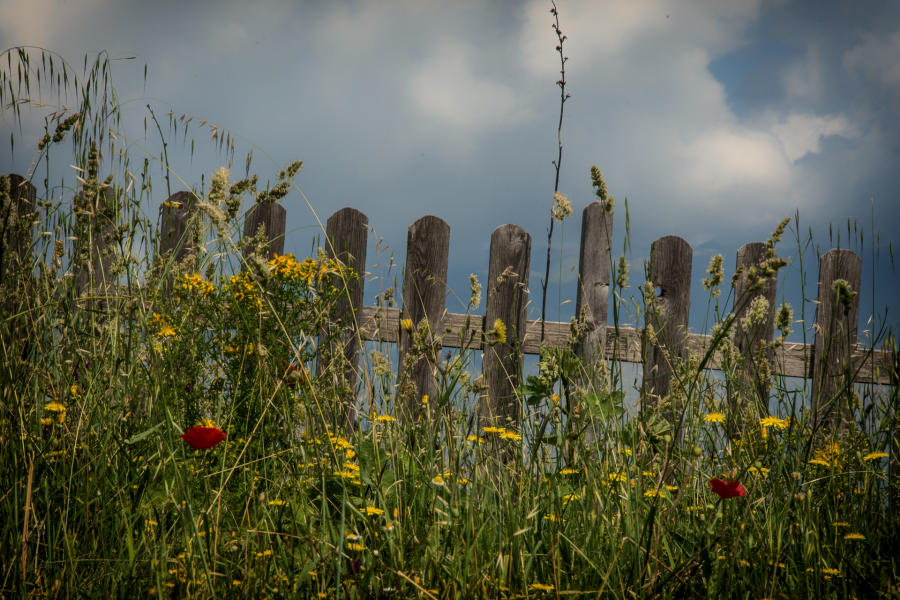 Poppies Along the Fence - Gjirokaster, Albania