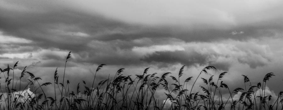 Reeds - Ohrid, Macedonia