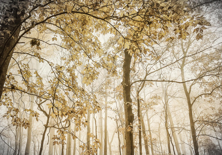 Autumn Treetops - Morristown, New Jersey