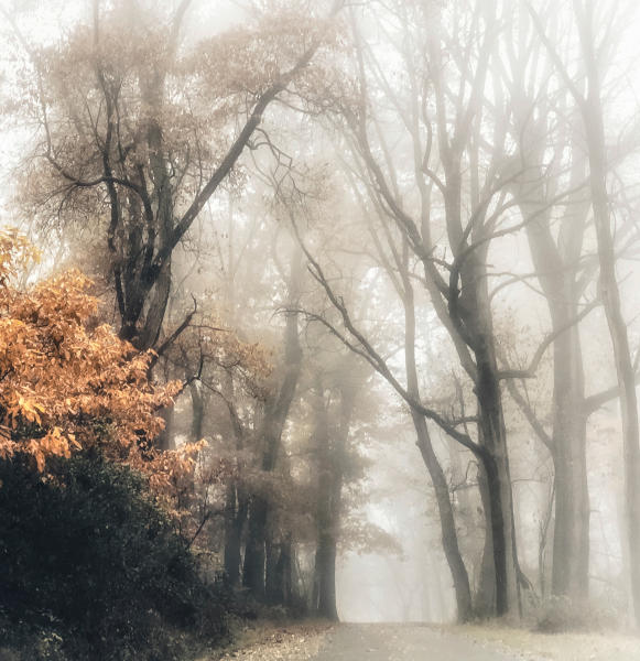 Jockey Hollow Autumn - Morristown, New Jersey