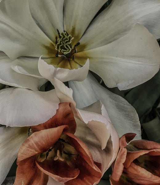 Tulips 3