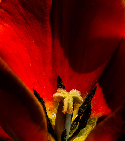 Tulip Heart 6