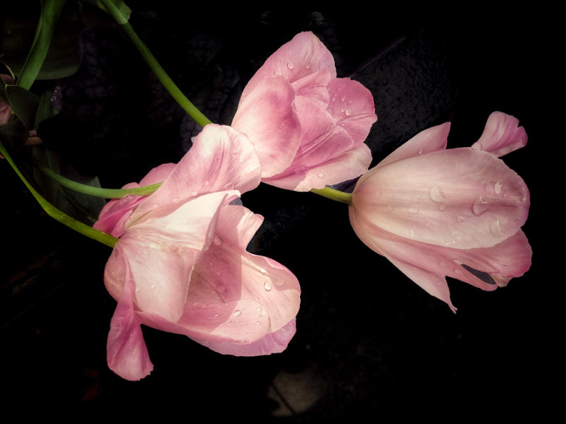 Tulips 4