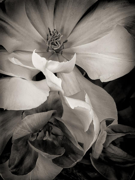 Sepia Tulips 2 