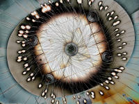 All images © Maddi Ring