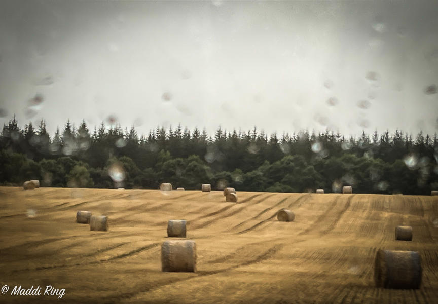 Countryside Near Balmoral 