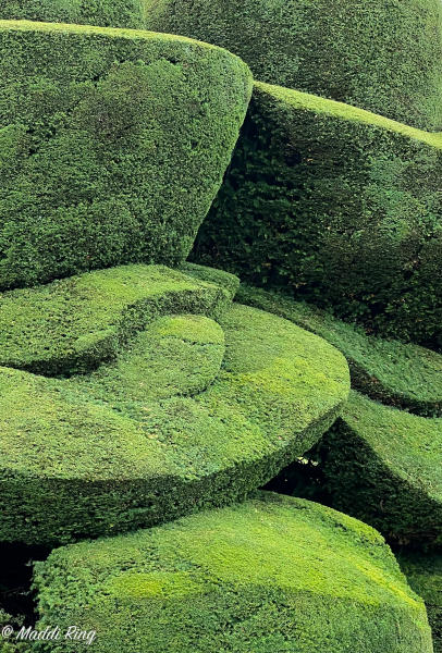 Topiary - Crathes Castle, Banchoty