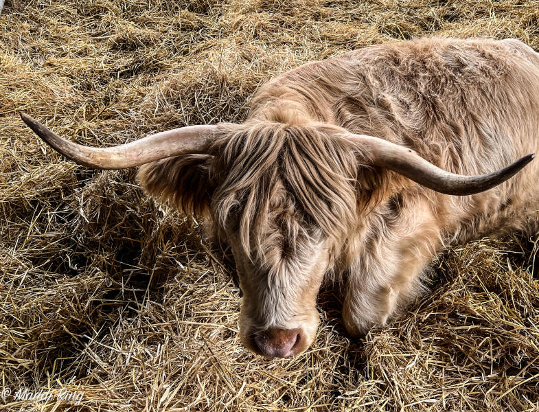 Hairy Coo - Grace Farm, Aberdeen