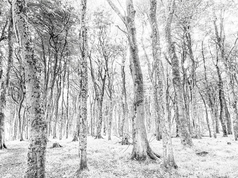 Local Forest - Isle of Lewis